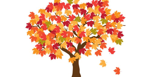 Fall Maple Tree