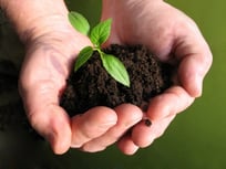 Hands holding small plant