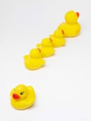 Ducks with one going other way