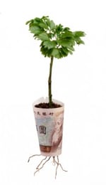 Money plant.