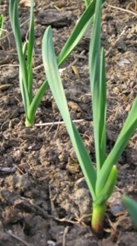 Garlic