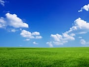 sky and grass backround