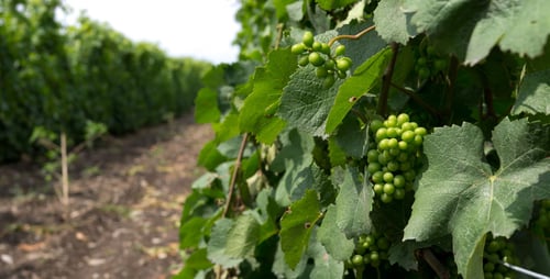 Prince Edward County Vines Summer