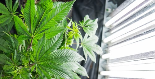 growing-pot-in-a-closet