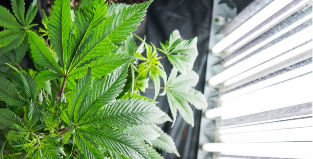 growing-pot-in-a-closet