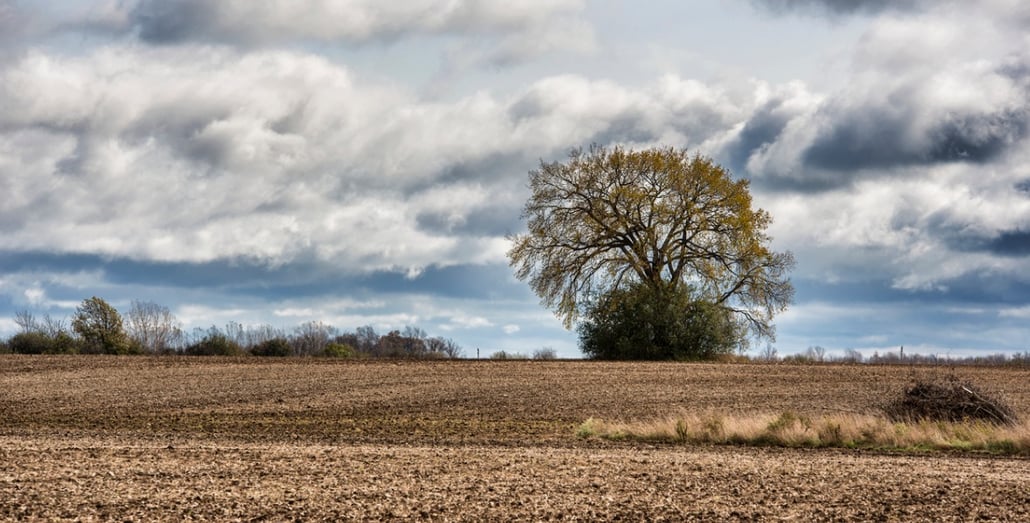 prince-edward-county-tree-winter